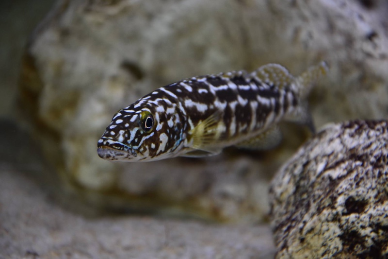 Lepidiolamprologus kendalli 'Kasanga'